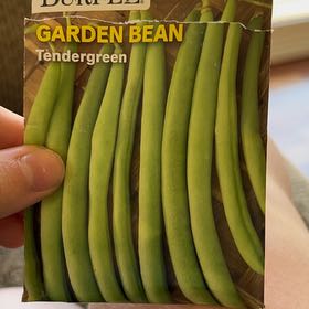 Photo of the plant species Tendergreen Bean by @LeadCatgrass25 named Joselyn on Greg, the plant care app