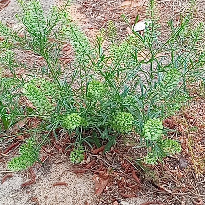 Photo of the plant species Poorman Pepperweed by @FabShallot40 named Anne on Greg, the plant care app
