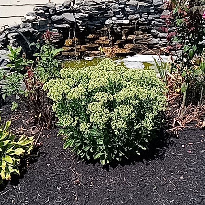Photo of the plant species Crithmum Maritimum by @FabShallot40 named Duke on Greg, the plant care app