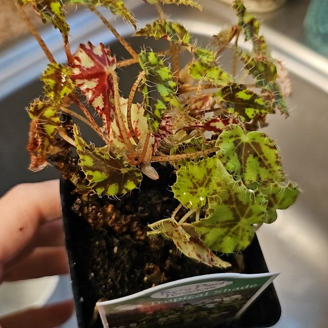Photo of the plant species Tiger Kitten Begonia by @UpbeatKowhai79 named Bodhi on Greg, the plant care app
