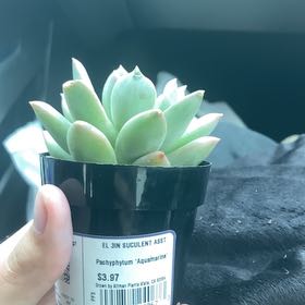 Photo of the plant species Pachyphytum aquamarine? by @NovelBaytree40 named Dick on Greg, the plant care app