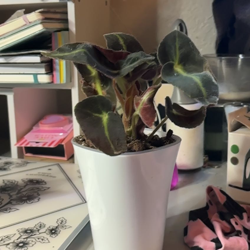 Photo of the plant species Striped Begonia by @MarkedlyGalega named Nithin on Greg, the plant care app