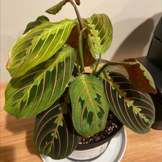 Red Prayer Plant plant in Baltimore, Maryland