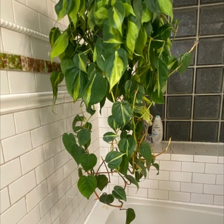 Philodendron Brasil plant in Baltimore, Maryland
