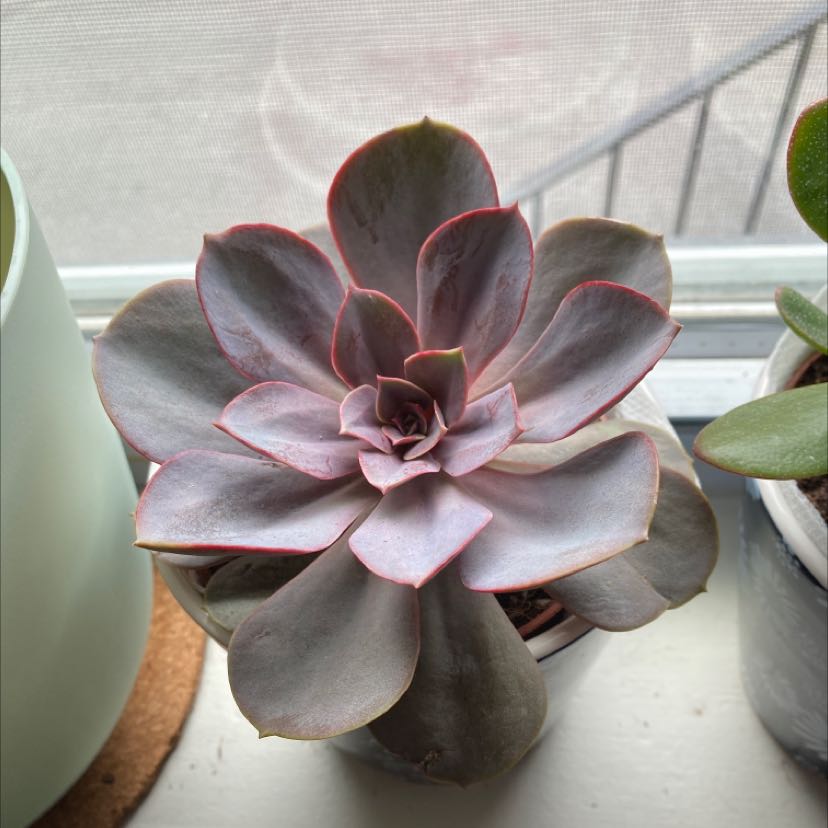 Echeveria 'Purple Pearl' succulent in a pot, healthy and well-centered.
