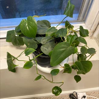 Heartleaf Philodendron plant in Baltimore, Maryland