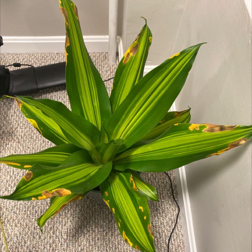 Dracaena 'Golden Heart' plant with some browning leaf edges, placed on a carpeted floor.