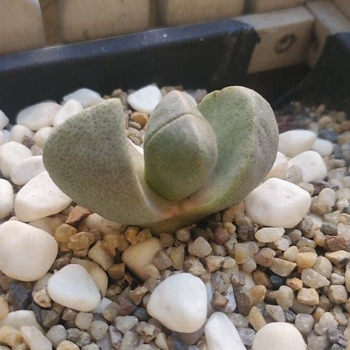 Photo of the plant species Argyroderma pearsonii by @HeirGoldentorch named Mochi on Greg, the plant care app