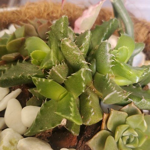 Photo of the plant species Cactus by @HeirGoldentorch named Ulysses S Plant on Greg, the plant care app