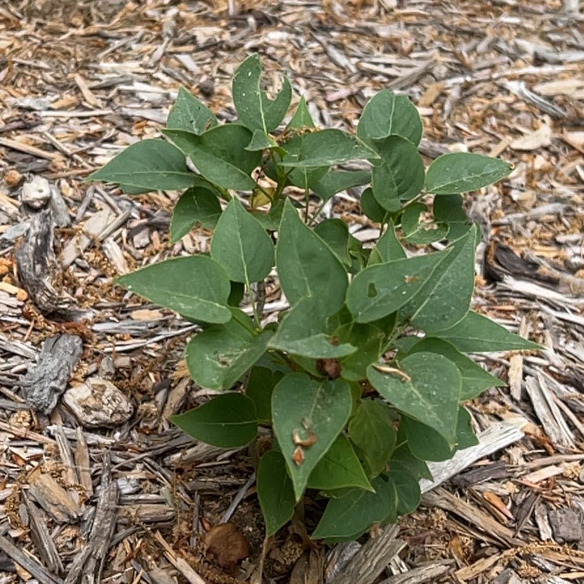 Photo of the plant species Wonderblue Lilac by @NewbieAmy named Xena - far left on Greg, the plant care app
