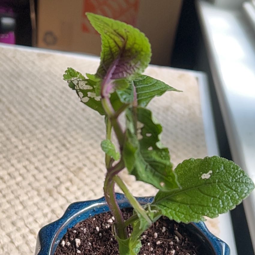Photo of the plant species Purple Swedish Ivy by @NewbieAmy named Pläntenpürpür on Greg, the plant care app