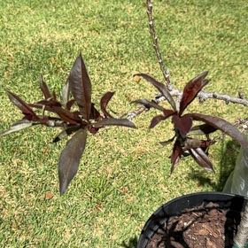 Photo of the plant species Crimson Bonfire Peach by @AceJavamoss29 named Peach on Greg, the plant care app