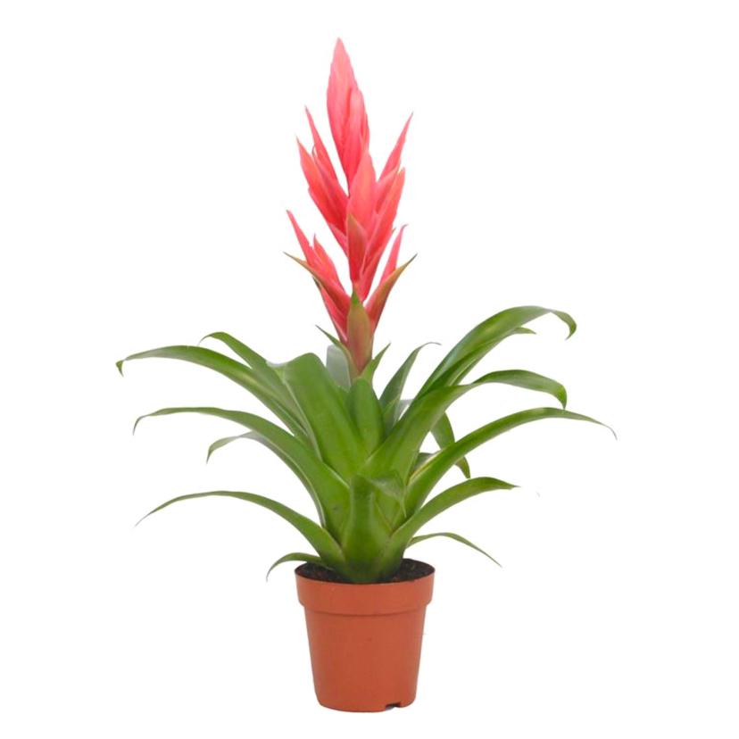 Photo of the plant species Tillandsia 'Ziva' by @PeppyPeppermint named Tilly on Greg, the plant care app