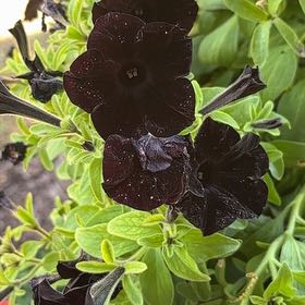 Photo of the plant species Phantom Black Petunia by @SuperwomanMum62 named Leonardo on Greg, the plant care app