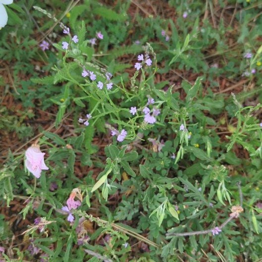 Photo of the plant species Texas Vervain by @SnappyAntplant named Rihanna on Greg, the plant care app
