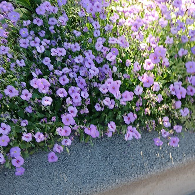 Photo of the plant species African Bindweed by @YoungBaibua79 named Marley on Greg, the plant care app