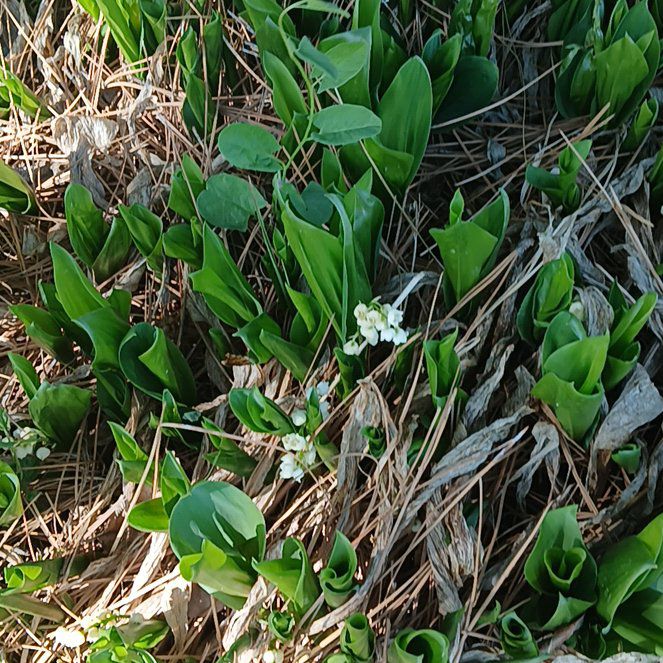 Photo of the plant species Canada Mayflower by @YoungBaibua79 named Figyonce on Greg, the plant care app