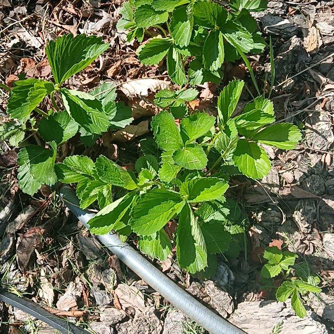 Photo of the plant species Alexanders by @YoungBaibua79 named Cleopatra on Greg, the plant care app