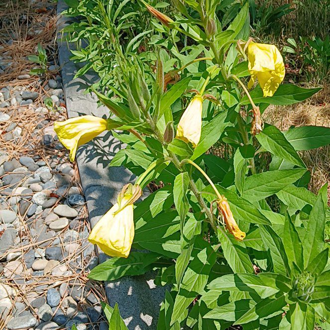 Photo of the plant species Redsepal Evening Primrose by @YoungBaibua79 named Kesha on Greg, the plant care app