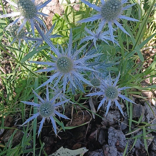 Photo of the plant species Mediterranean Sea Holly by @YoungBaibua79 named Ronaldo on Greg, the plant care app