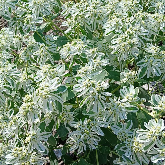 Photo of the plant species Snow on the Mountain by @YoungBaibua79 named Morgan Treeman on Greg, the plant care app