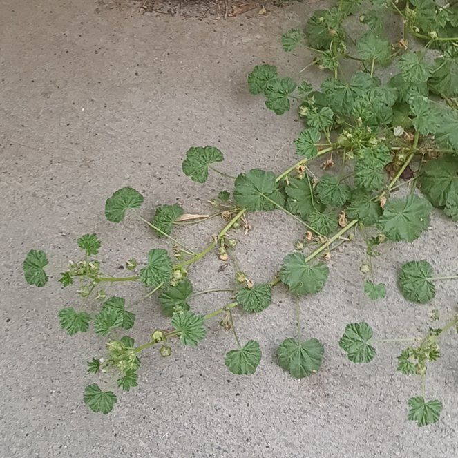 Photo of the plant species Cheeseweed Mallow by @YoungBaibua79 named Girlfrond on Greg, the plant care app
