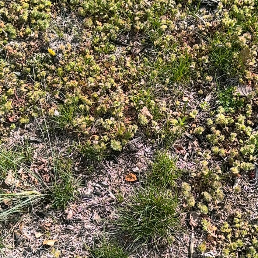 Photo of the plant species Pulvinate Dry Rock Moss by @StockySunstar94 named Achilles on Greg, the plant care app