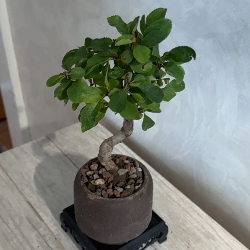 Photo of the plant species Dwarf Crabapple by @RadChives8 named Aristotle on Greg, the plant care app