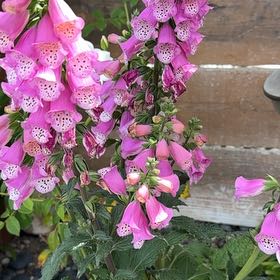 Photo of the plant species Common Foxglove by @AdeptBlackberry named Eva on Greg, the plant care app