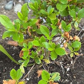 Photo of the plant species Swamp Azalea by @AdeptBlackberry named Scarlett on Greg, the plant care app