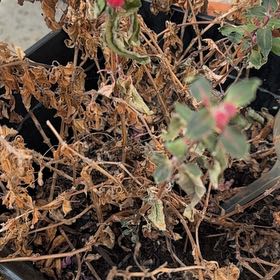 Photo of the plant species California-Fuchsia by @AdeptBlackberry named Clooney on Greg, the plant care app