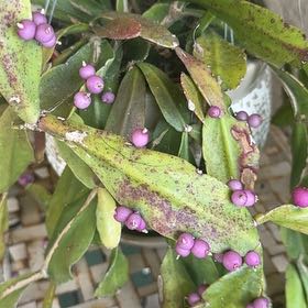 Photo of the plant species Mousehole Tree by @AdeptBlackberry named Winston on Greg, the plant care app