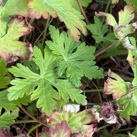 Photo of the plant species Bigroot Geranium by @NobleRockcress named Bodhi on Greg, the plant care app