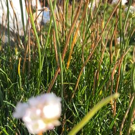 Photo of the plant species Scheuchzer's Cottongrass by @NobleRockcress named Michelle Branch on Greg, the plant care app