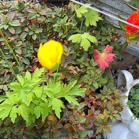 Photo of the plant species Welsh Poppy by @NobleRockcress named Sproutacus on Greg, the plant care app