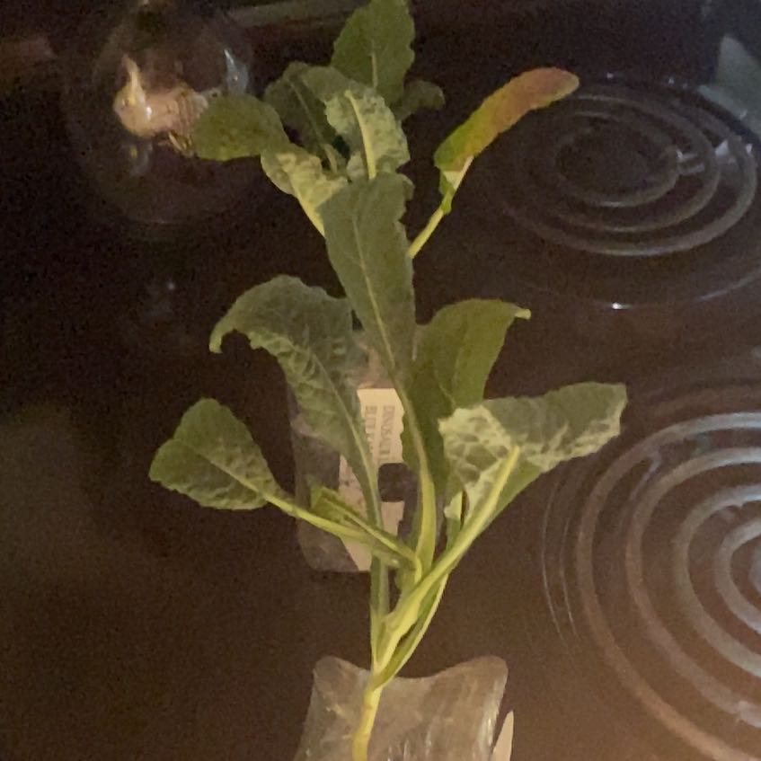 Photo of the plant species Lacinato Kale by @QueenTaromojito named Hamilton on Greg, the plant care app