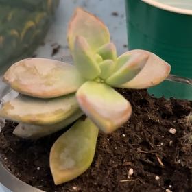 Photo of the plant species Hyb. Ghosty by @PotentOnion80 named Muhammad Ali on Greg, the plant care app
