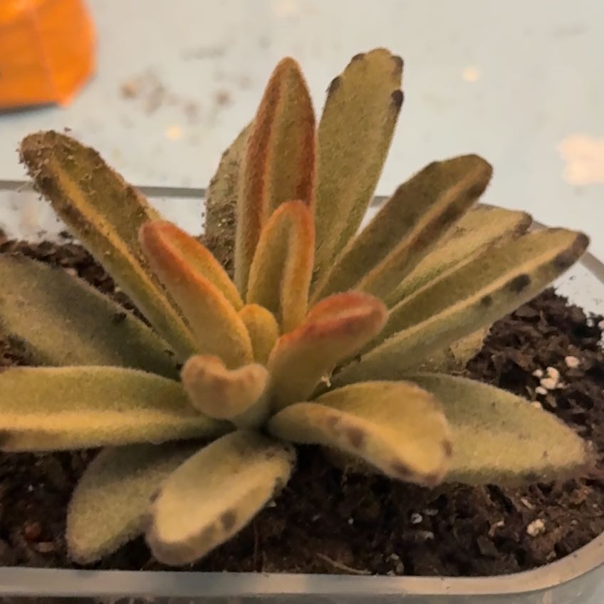 Photo of the plant species Kalanchoe by @PotentOnion80 named Orwell on Greg, the plant care app