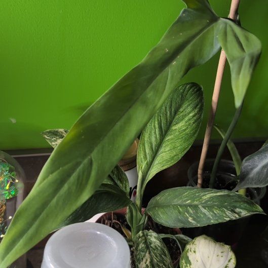 Photo of the plant species Philodendron holtonianum by @hazeyu named Sherlock on Greg, the plant care app