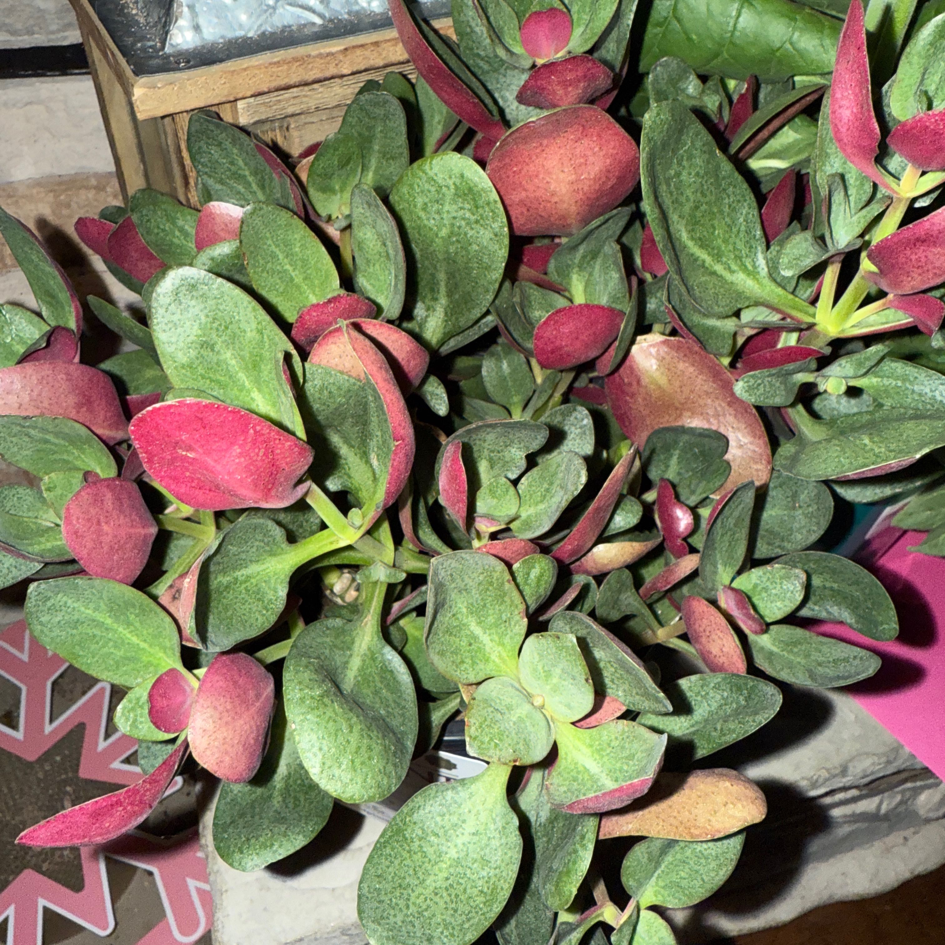 Photo of the plant species Pondo Cliff Crassula by @VibrantAgboy27 named London on Greg, the plant care app
