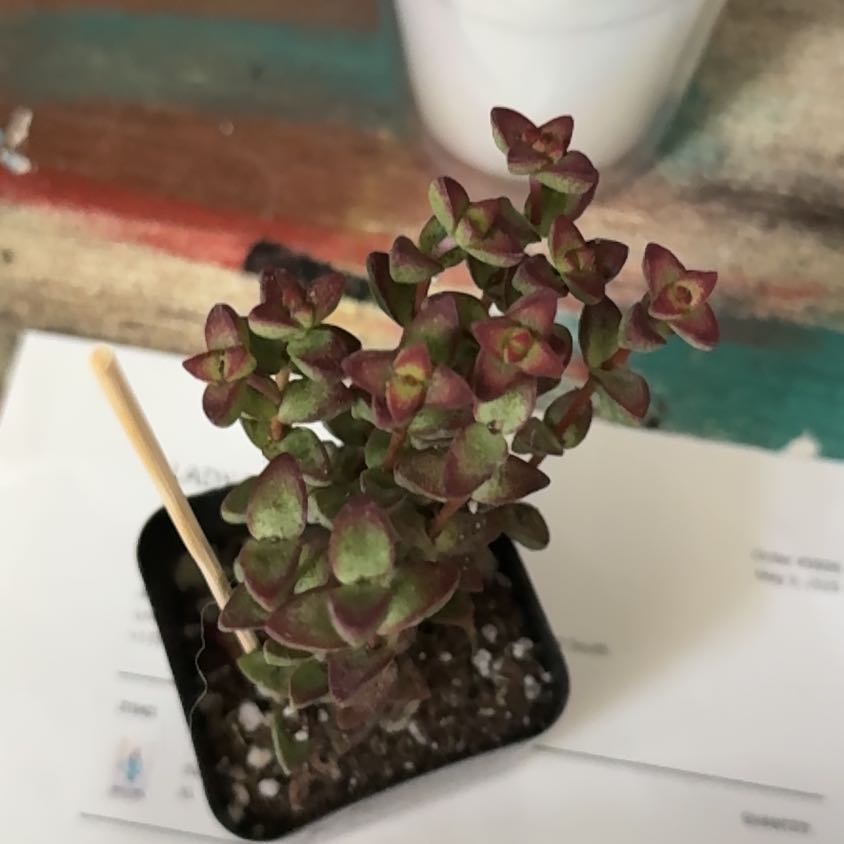 Photo of the plant species Crassula brevifolia by @VibrantAgboy27 named Willow on Greg, the plant care app