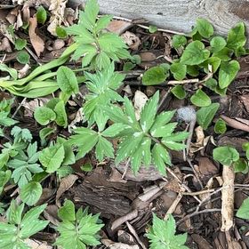 Photo of the plant species Dwarf Larkspur by @HolySuncup2 named Scarlett on Greg, the plant care app
