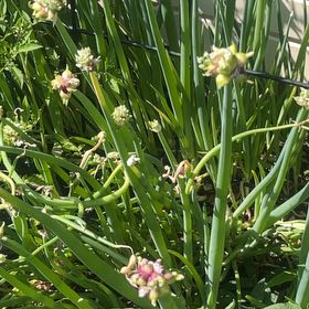 Photo of the plant species Fraser Meadow Garlic by @HolySuncup2 named Bieber on Greg, the plant care app