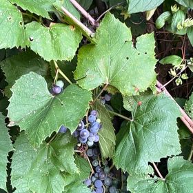 Photo of the plant species Concord Grape by @HolySuncup2 named Winston on Greg, the plant care app