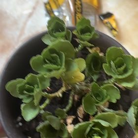 Photo of the plant species Kalanchoe robusta by @ClassicOtanthus named Nithin on Greg, the plant care app