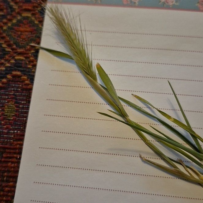 Photo of the plant species False Oat-Grass by @AceRedbetel56 named Drake on Greg, the plant care app