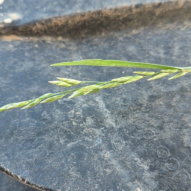 Photo of the plant species Annual Ryegrass by @AceRedbetel56 named Terra on Greg, the plant care app