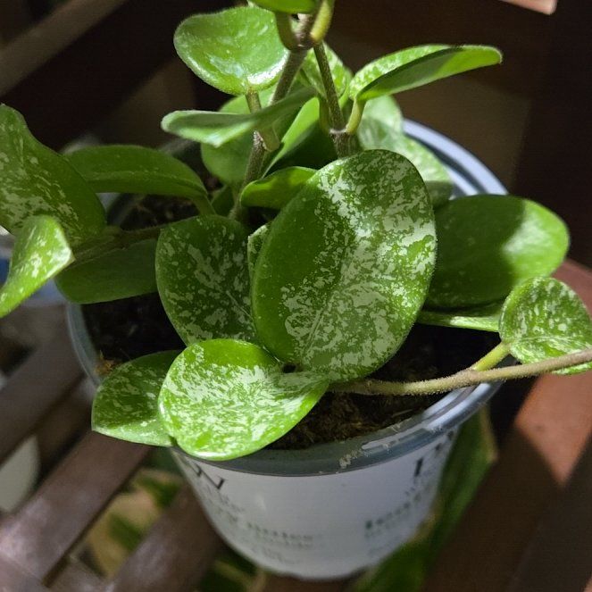 Photo of the plant species Hoya 'Mathilde Splash' by @AvidChamomile26 named Sanders on Greg, the plant care app