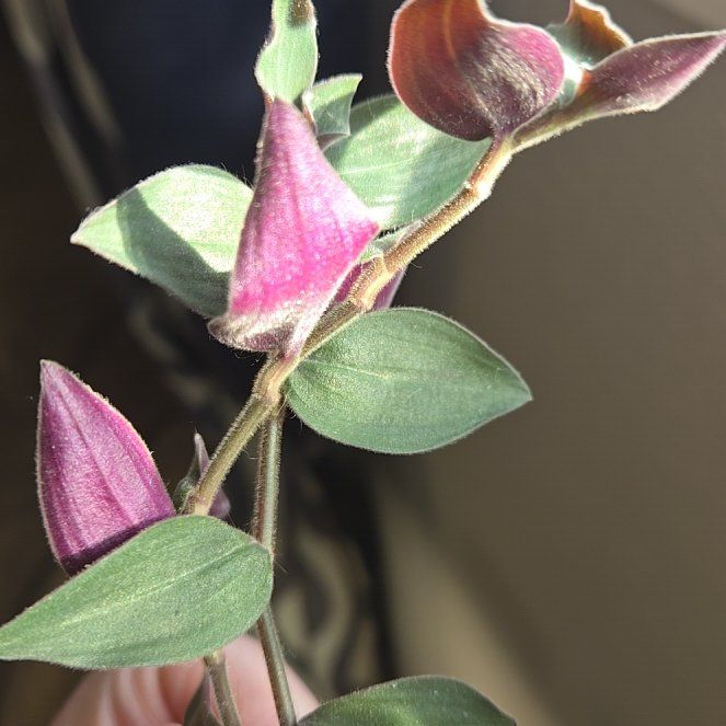 Photo of the plant species Baby Bunny Bellies by @AvidChamomile26 named Rihanna on Greg, the plant care app
