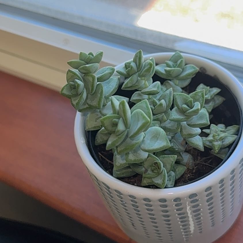 Photo of the plant species Crassula Rupestris by @LushChives56 named Mochi on Greg, the plant care app